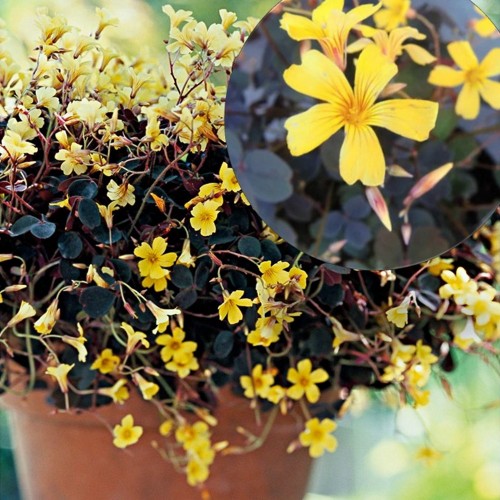 Oxalis vulcanicola 'Dark Form' - Vulkaani-jänesekapsas 'Dark Form' P9/0,55L